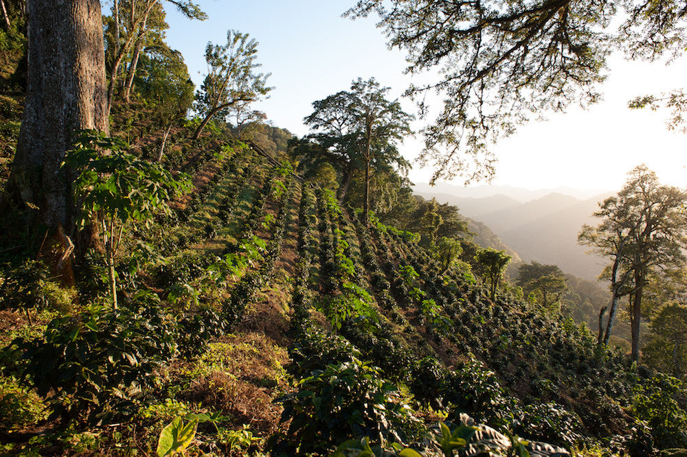 Building Youth Livelihoods in Nicaragua
