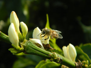 New Study Predicts Severe Declines for Coffee as Bees Die Off