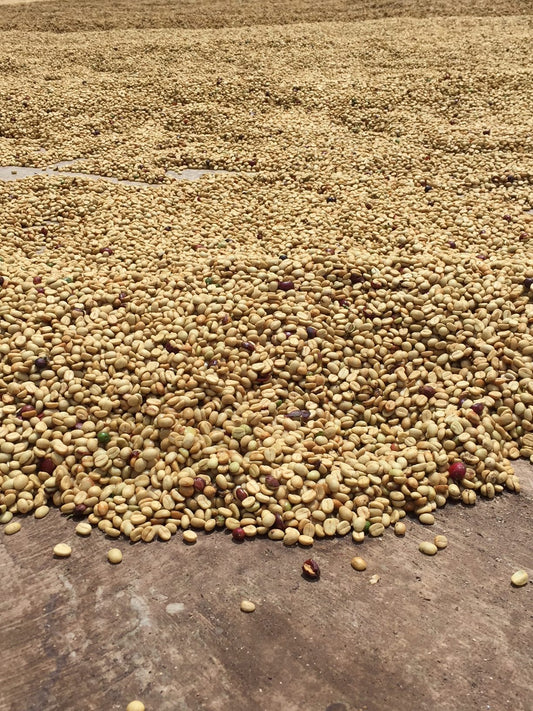 What is Honey Processed Coffee???